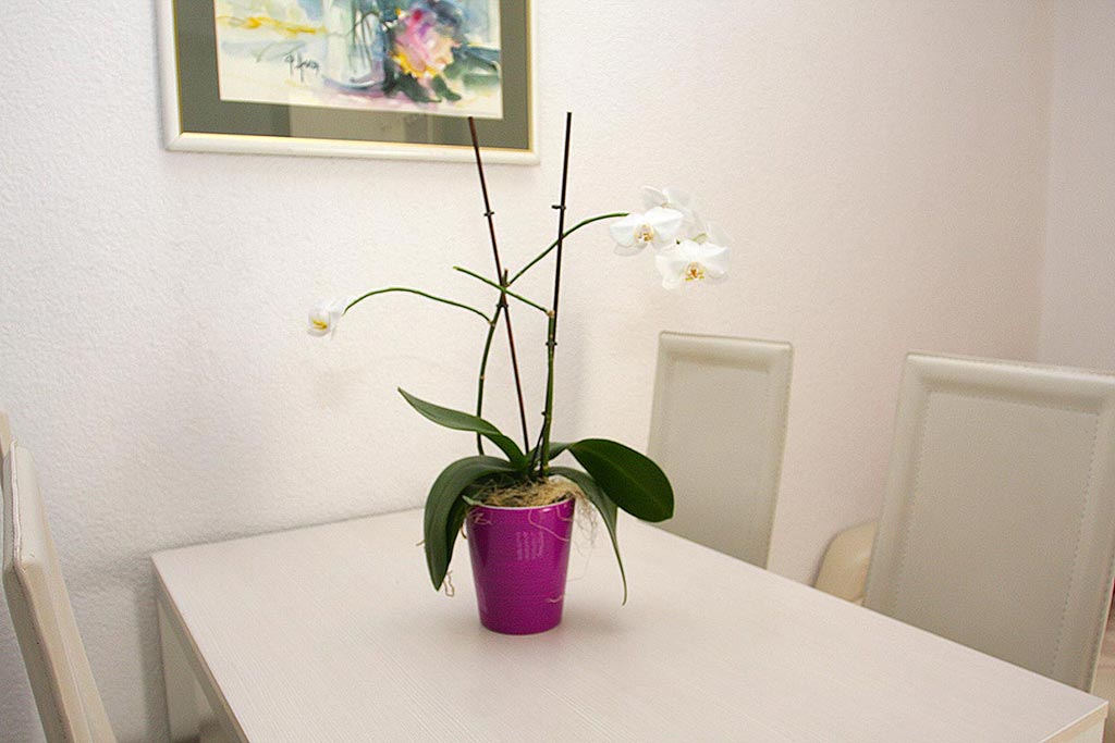 Apartamenty Makarska wynajem, Rezerwacja Makarska, Apartament Bruno A1 / 05