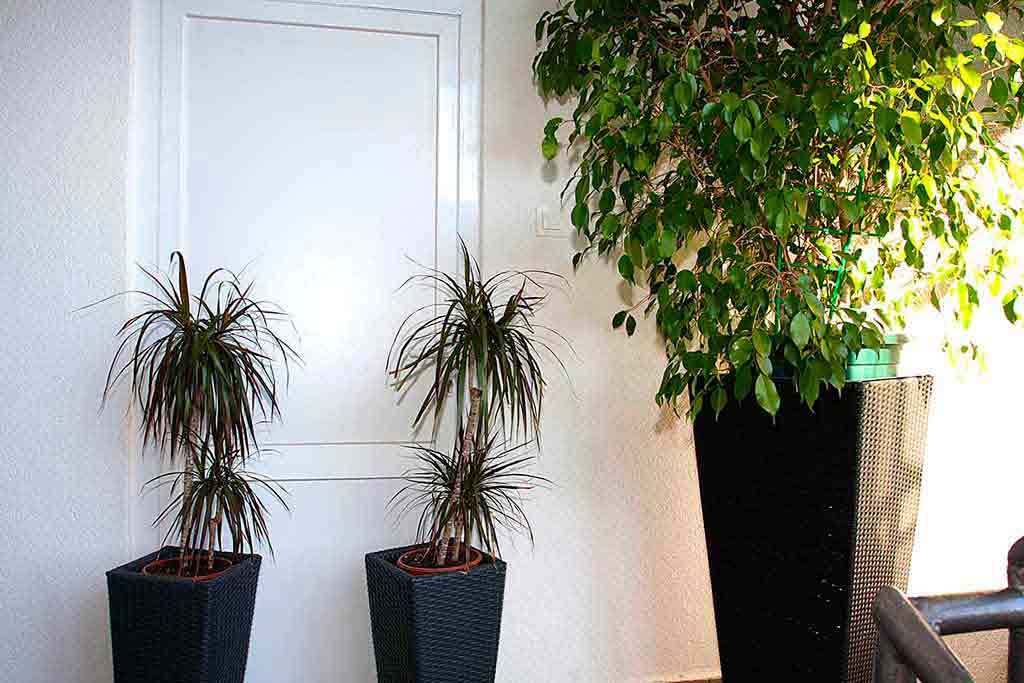 Rośliny na tarasie, Prywatne mieszkanie w Chorwacji, Apartament Bruno A7 / 11