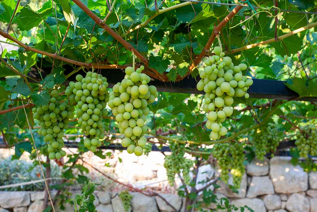 Макарская ривьера вилла с бассейном - Вилла Феникс / 63