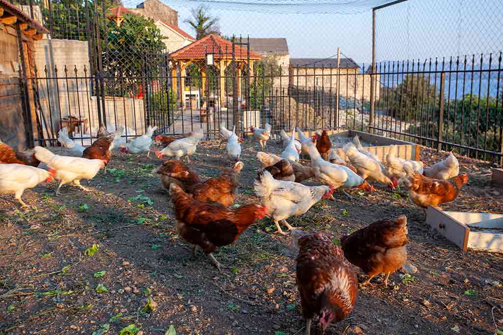 Подгора Хорватия вилла с бассейном - Вилла Феникс / 64