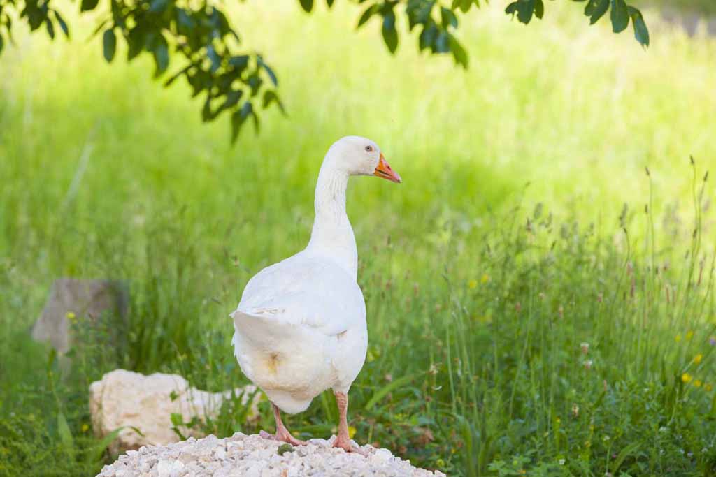 Domestic animals - Villa Ljubo / 40